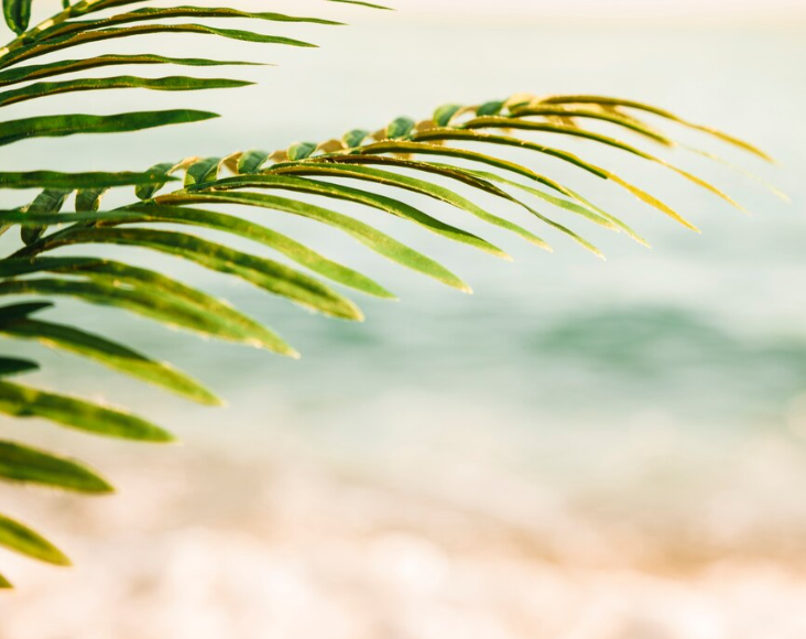Sommer Palmwedel