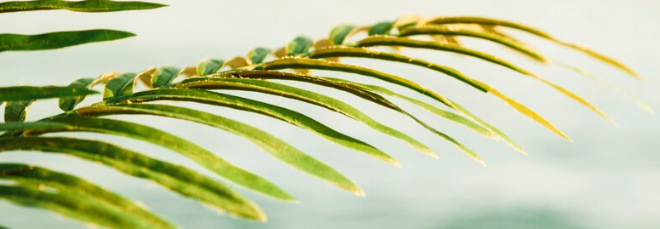 Sommer Palmwedelblatt